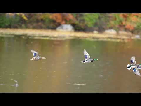 Mallards in Flight - Beautiful Fall Colors - 4K Slow Motion