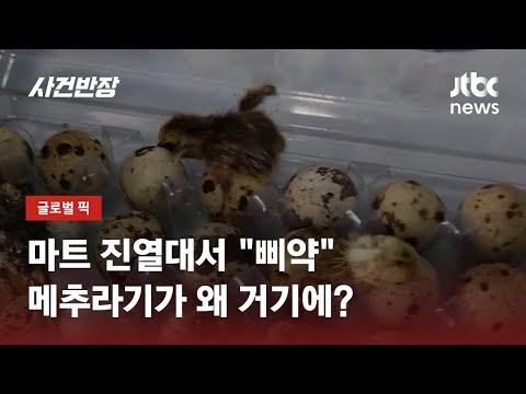 , title : '마트 진열대서 "삐약"…메추라기가 왜 거기에? / JTBC 사건반장'