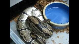 Ball Python laying inverted - Ball Python Breeding - Ricky's Reptiles