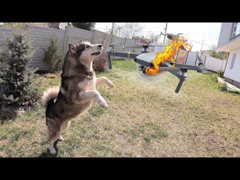 СОБАКА ПРОТИВ НЛО / квадрокоптер dji mavic mini ДНО / чем кормить собаку