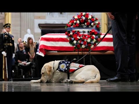 দেখুন বুশের মৃত্যুতে শোকে স্তব্ধ তার কুকুর সার্লি