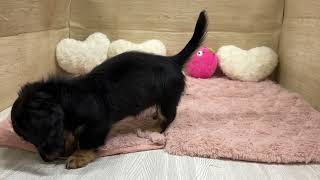 ミニチュアダックスの動画01