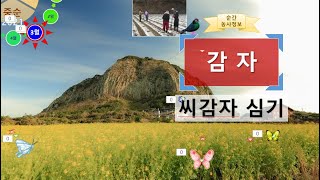 [농사정보(3월 중순)]  감자_씨감자 심기(이랑만들기, 화학비료, 토양살충제, 제초제, 비닐씌우기, 소독)