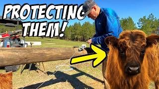 The ULTIMATE H-Brace For Keeping Our Mini Highland Cows SAFE And SECURE!