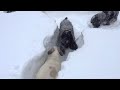 Snow Dogs - Making The Best of "Blizzard 2015 ...