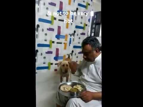 Father feeding his dog