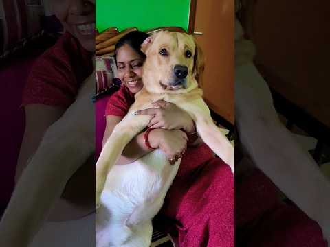 Hay arzoo 🥰 #music #song #dog #coco #doglover #love #cute #labrador #trending #trend #animals #dogs