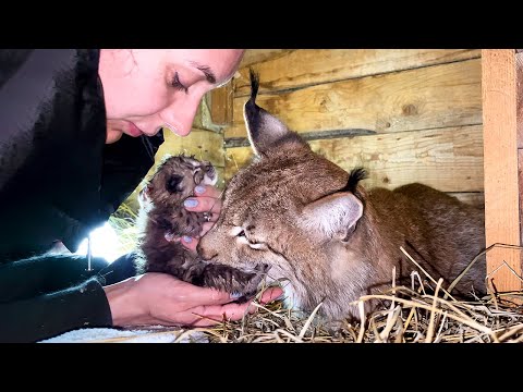 Lynx Giving Birth to Kittens