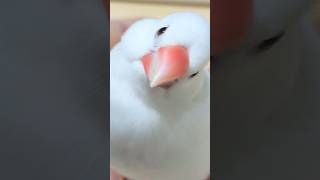 どアップふわふわ〜いい匂い🥞 #文鳥