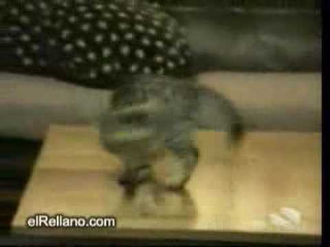 Gatos, gatos, gatos (by jackomat (mauro) )