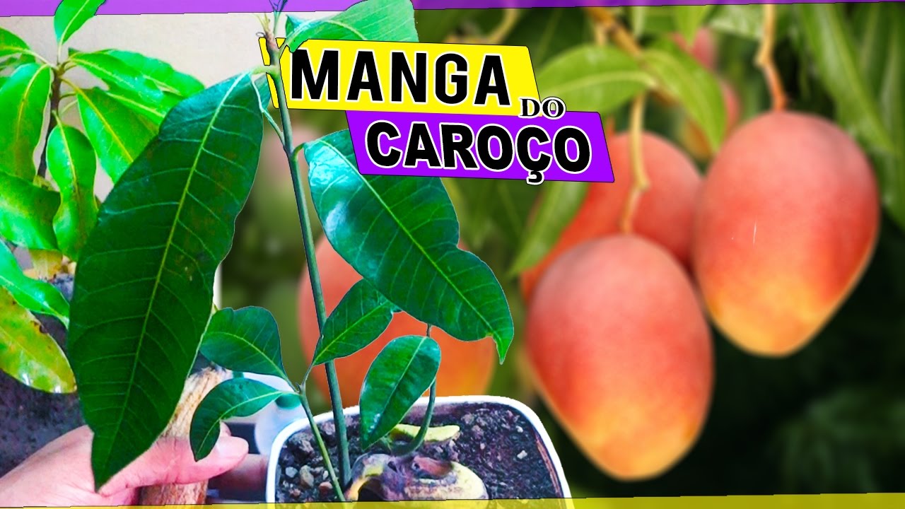 Como Plantar Manga do Caroço |FÁCIL e RÁPIDO| #Muda Dicas