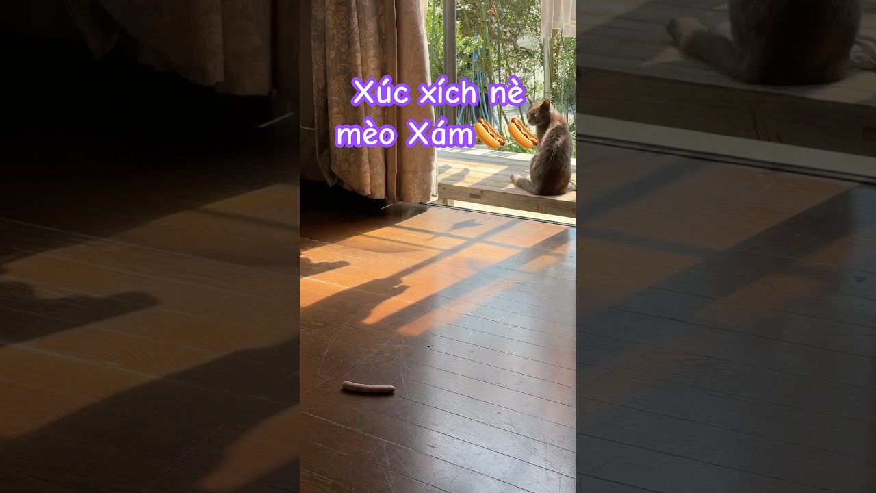 Mào Xám lủm gọn cây xúc xích mà còn thèm #nhacam #mèohoang  #cuocsonglangque #cats