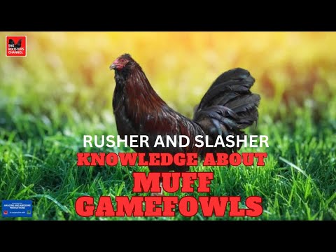 Rusher and Slasher / KNOWLEDGE ABOUT MUFF GAMEFOWLS.