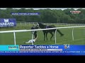 Trending Reporter Stops Runaway Race Horse