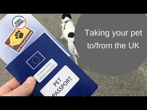 Taking your pet abroad to and from the UK