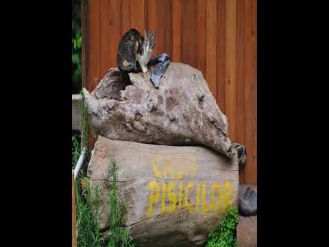 Cabana Suprema Armonie - Dâmbovicioara - Romania