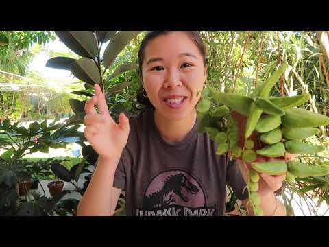 HOW TO CARE FOR YOUR RATTLE SKULL PLANT! (DISCHIDIA MAJOR | MALAYAN URN PLANT)