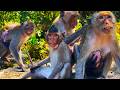 Today Mother Monkey Is Don T Allow Me To Play With Them