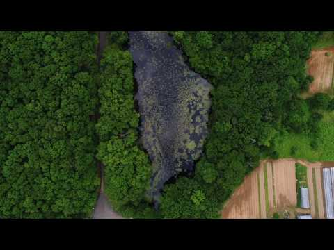 昭和村 矢ノ原湿原