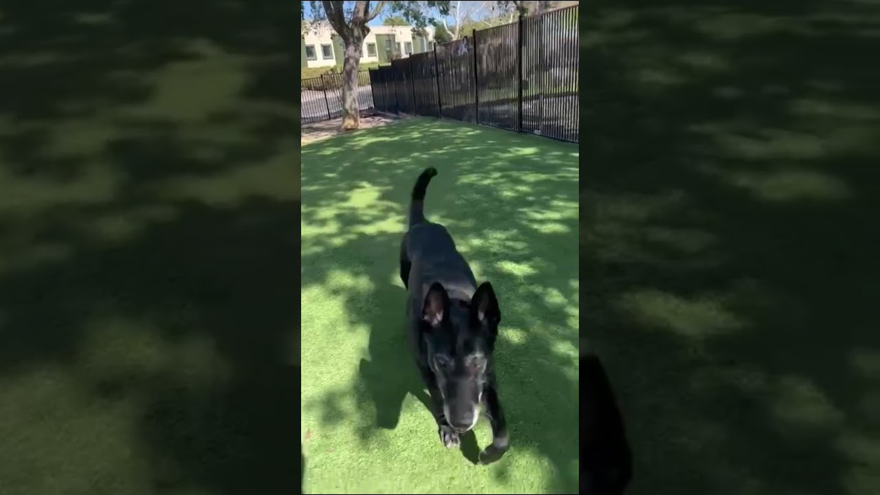 Enlarge Joey, a ADOPTABLE mixed breed in Dublin, CA video 6/6