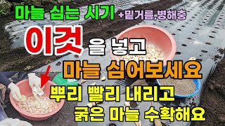 마늘 심는 시기 방법 마늘 심을때 이것을 넣고 심으면 뿌리를 빨리 내리고 굵은 마늘 수확합니다 #마늘키우기 …
