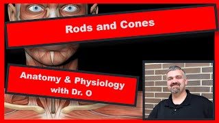 Rods and Cones:  Anatomy and Physiology