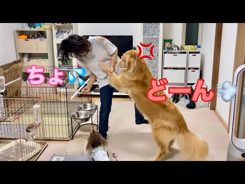 おやつを渡さない姉にキレて全力で突き飛ばす大型犬クッキー【ゴールデンレトリバーとミニチュアダックスフンド】