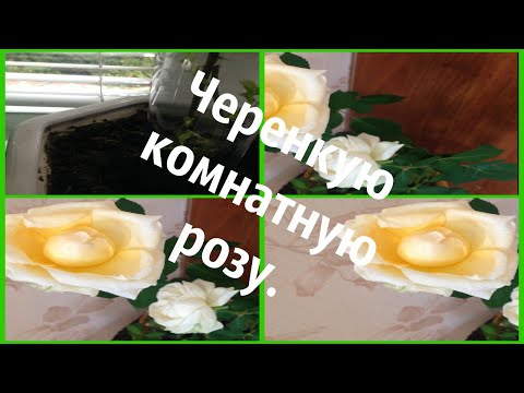 Черенкую комнатную розу .