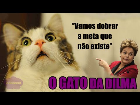 O GATO DA DILMA - #01