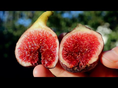 Negra d'Agde Fig - Awesome Flavor