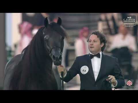 N 44 D HAYEL   World Arabian Horse Championship Supreme 2025   Junior Colts Class 4