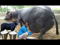 World's highest milk yielding buffalo || World Biggest Udder Buffalo