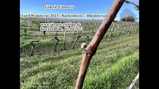 Galerie Fotoserie April Weinberge 2023 Hackenheim Rheinhessen 