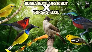 Download lagu Suara kutilang ribut kombinasi burung kecil mp3