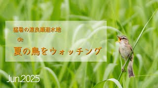 鳥散歩　猛暑の渡瀬遊水地・夏鳥ウォッチ