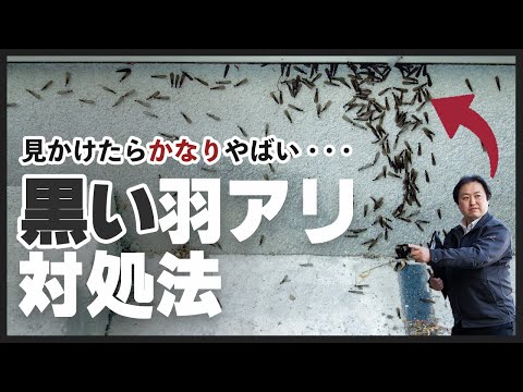 飛んでいるアリは無害ですか、それとも危険ですか? トピックス