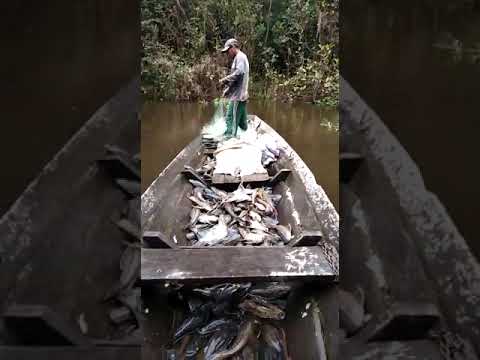 fartura de bodo em Codajás-Amazonas