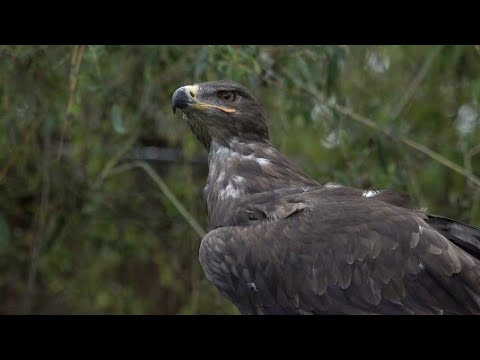Eagle Bird White Tailed Eagle video 2021