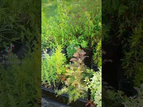 🍀🌴🌳🌱🌿 #viveroquilquilco #pitrufquén #humor #regar #araucanía #chile #pitrufquén