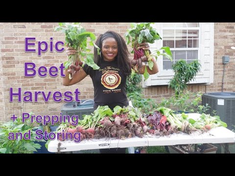 Epic Beet Harvest + Prep and Storage