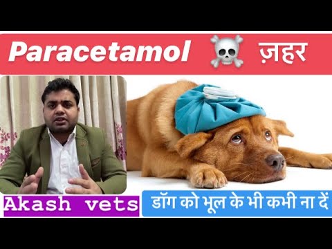 Paracetamol toxicity in dogs 🐶      Complete information see in Description 👇🏻