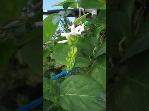 Thammakaaya#growwithme#sustainableliving