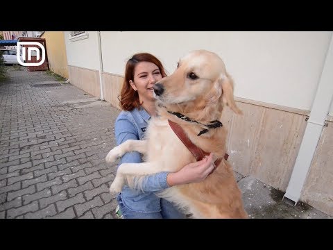 Life is Better with Friends 29112017 - Rraca Golden Retriever