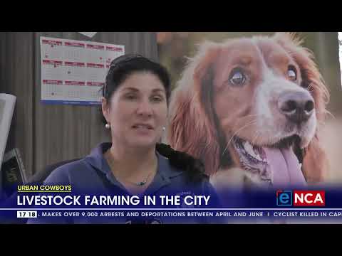 Urban Cowboys Livestock farming in the city of Gqeberha