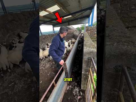 🐑😱 Хитрые овцы пытались обмануть фермера! 😂🐏