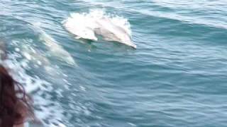 preview picture of video 'Les dauphins des fjords de Musandam'