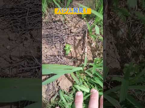 園芸 サラダやバジルの植物を移植するにはどうすればよいですか?