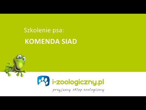 Jak nauczyć psa komendy "siad"