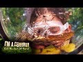 Jacqueline Overcomes Her Terror In Face Your Fears I M A Celebrity Get Me Out Of Here