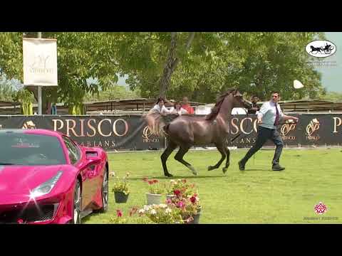 N 36 CPE HERMES   Vesuvio Trophy 2022   International   Yearling Colts Class 4A